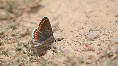 Moors bruin blauwtje